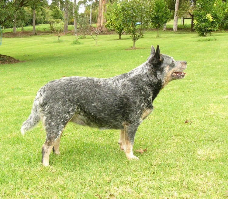 Мавританская пастушья собака