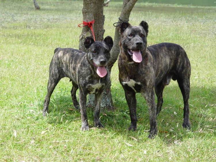 Порода собак као де Фила де Сан Мигель