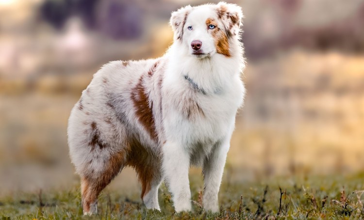 Аусси австралийская овчарка