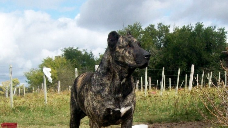 Уругвайский Симаррон терьер