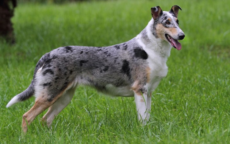 Колли короткошерстный Шотландская овчарка