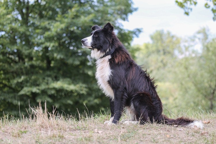 Бордер колли пастушья