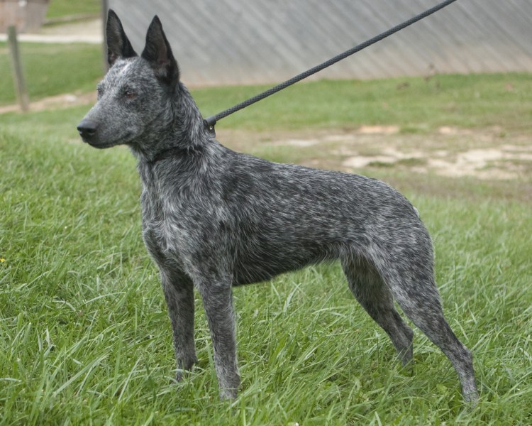 Австралийская короткохвостая пастушья