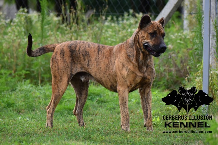 Румынская Чабанская овчарка