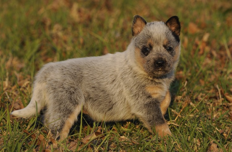 Австралийский Хилер вес