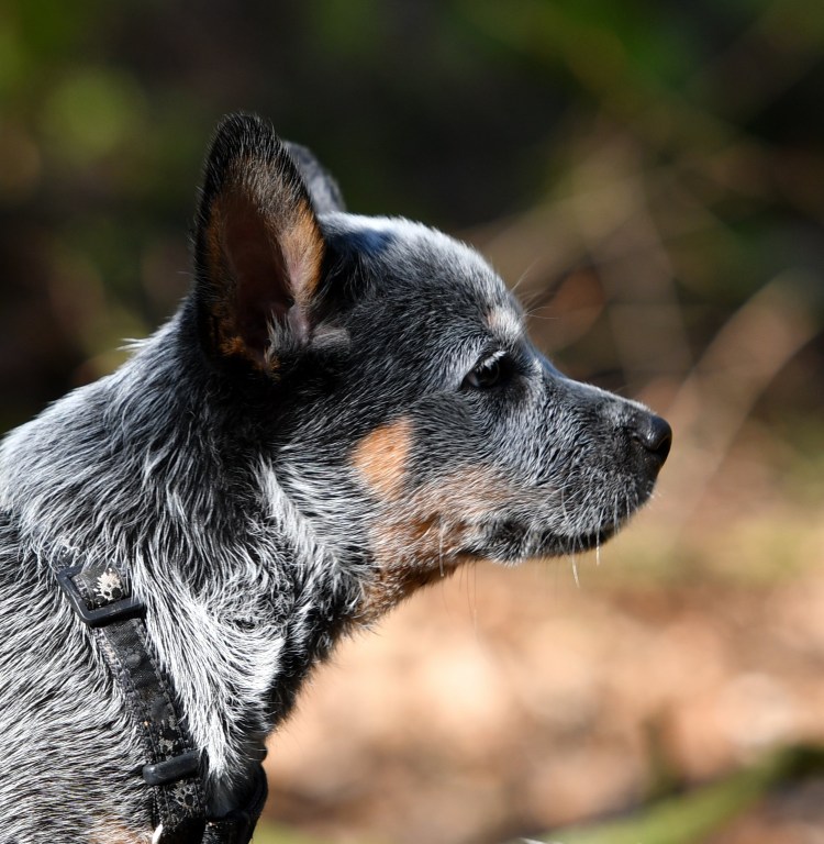 Азорская пастушья собака