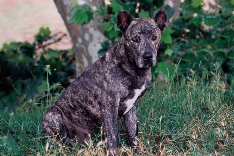 Азорская пастушья собака фото