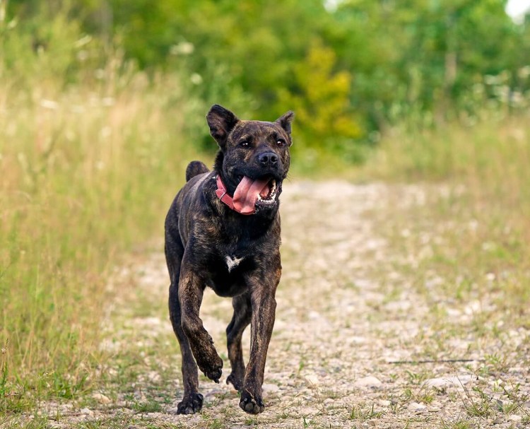 Азорская пастушья собака