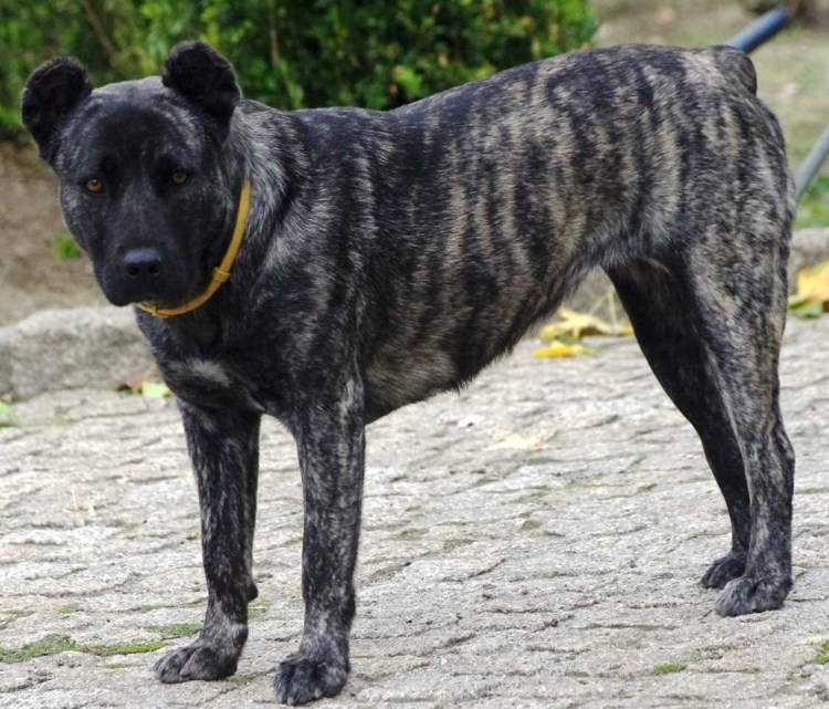 Кау Фила де Сан Мигель