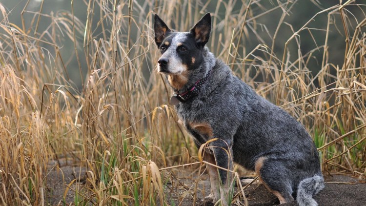 Австралийская пастушья собака Хилер