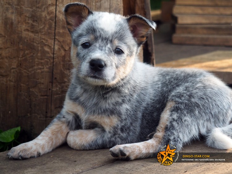 Санмигельская овчарка фото