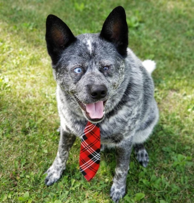 Азорская пастушья собака