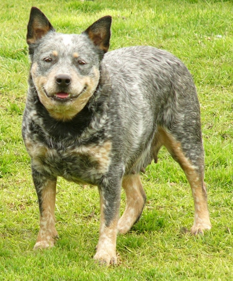 Уругвайский Симаррон