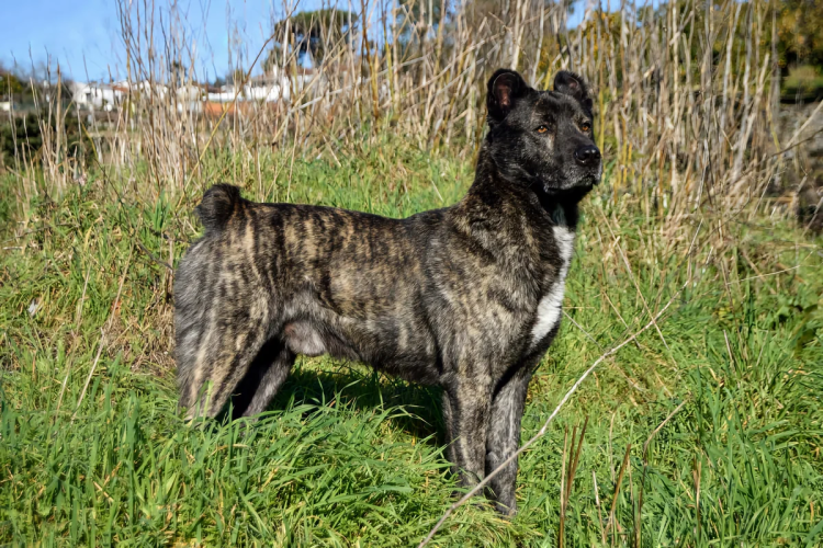 Азорская пастушья собака щенки