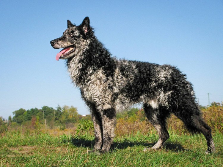Венгерская овчарка Муди