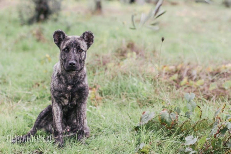 Сен-мигельская овчарка