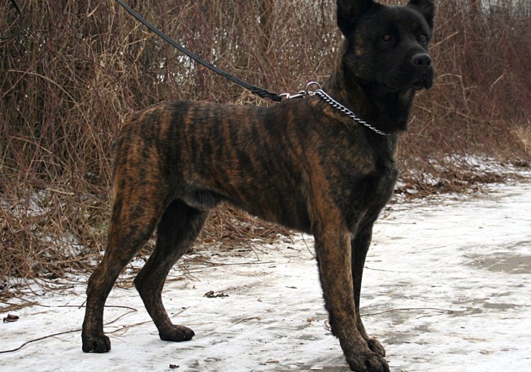 Сен-мигельская овчарка