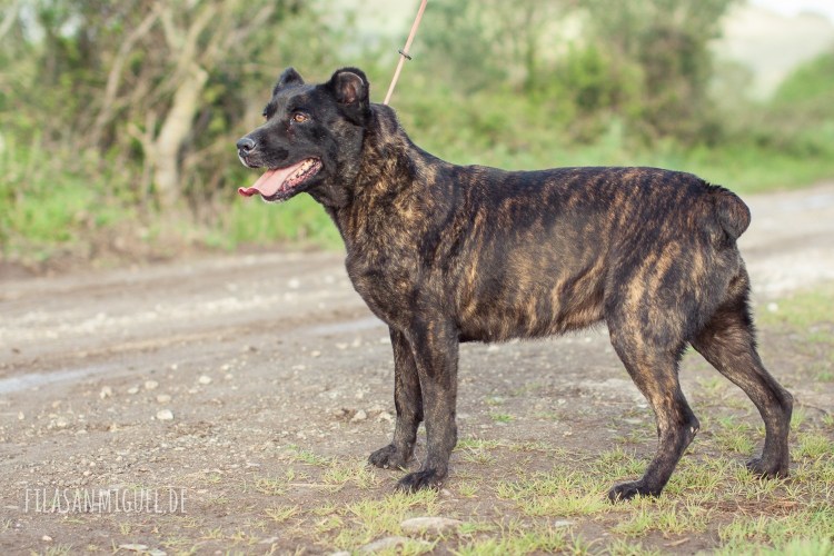 Сен-мигельская овчарка