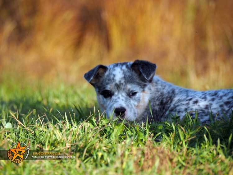 Санмигельская овчарка