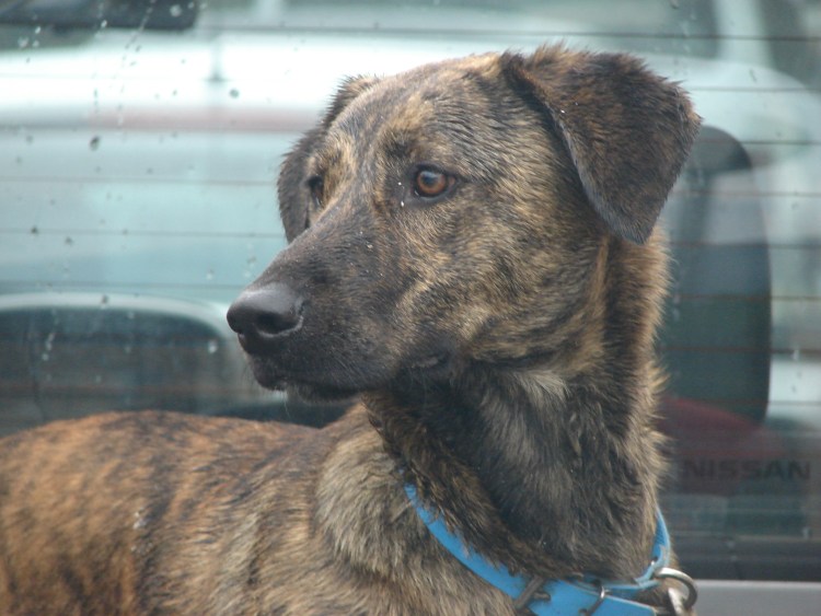 Муди (венгерская пастушья собака)