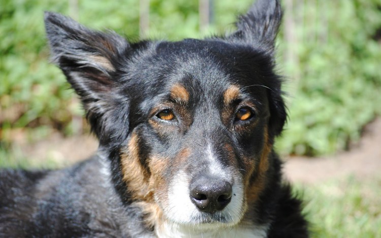 Лангедокская пастушья собака