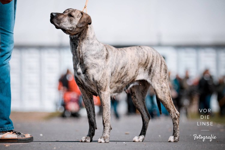 Урагвайский Симарон СТАНДАРТFCI