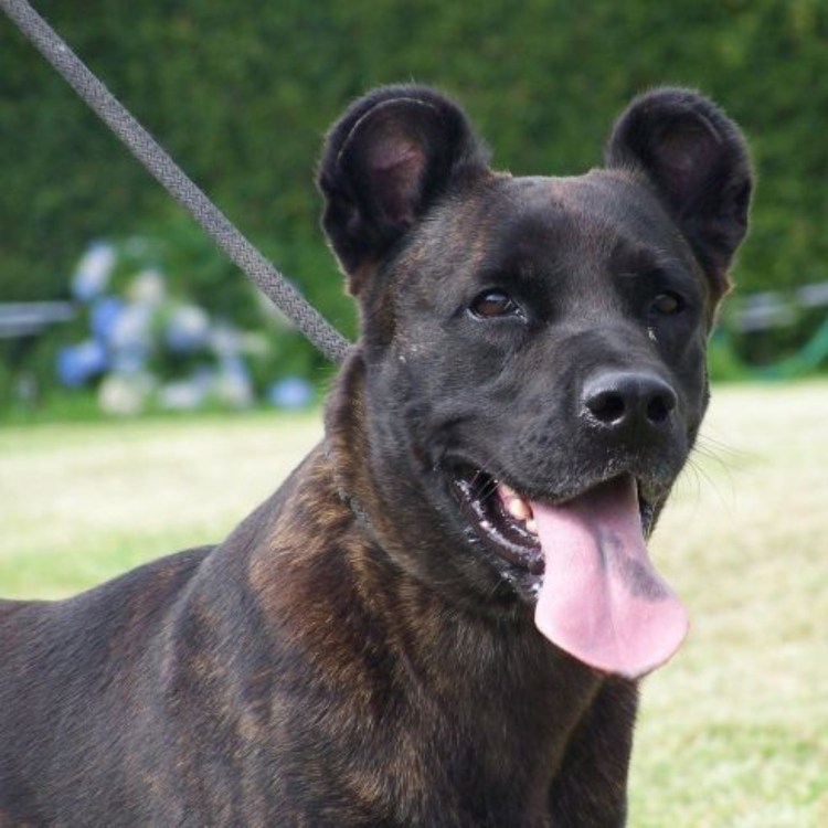 Азорская овчарка