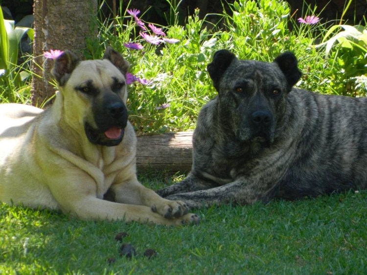 Уругвайский Симаррон порода собак