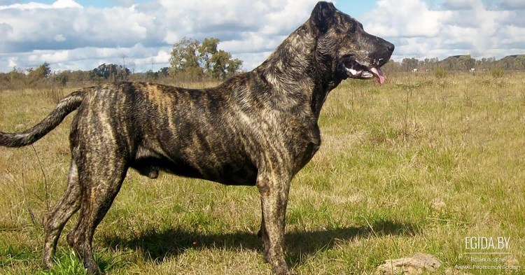 Кан ди Кастру лаборейру