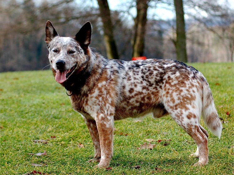 Австралийский кеттл дог австралийский Хилер