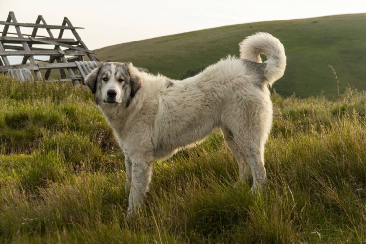 Порода собак Пастухов овец