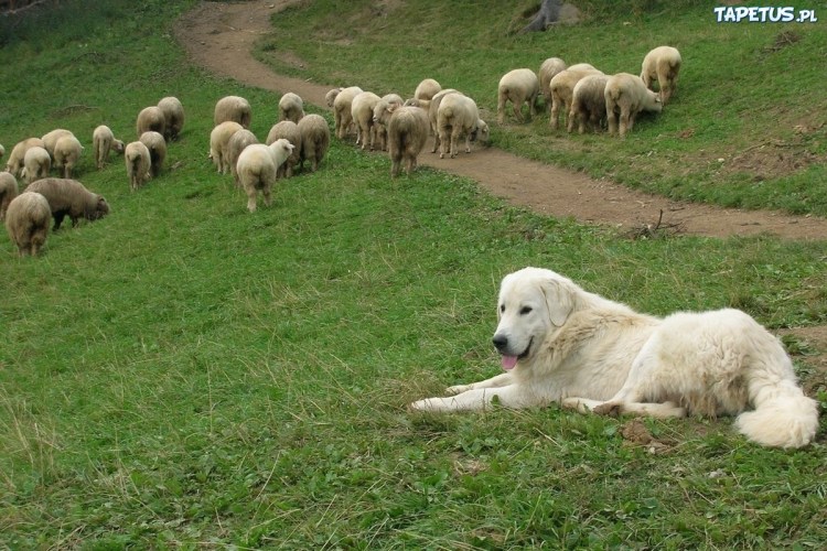 Среднеазиатская овчарка пасет овец