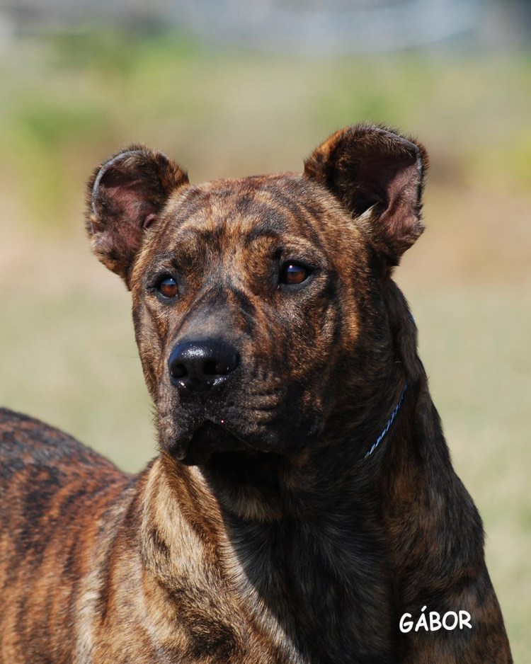 Уругвайский Симаррон терьер