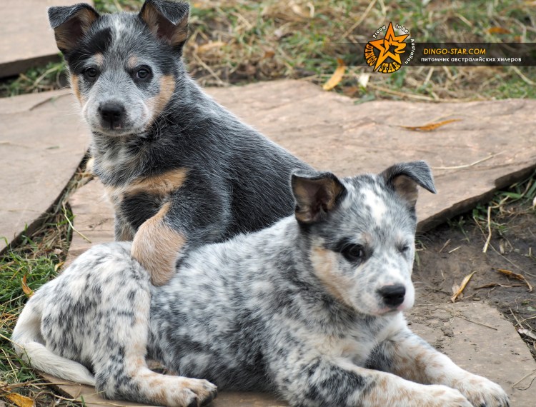 Питомник собак австралийский Хилер