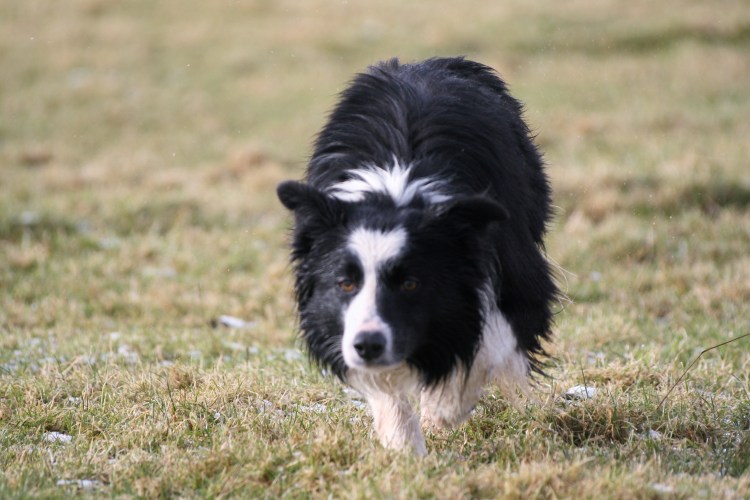 Пастушья овчарка