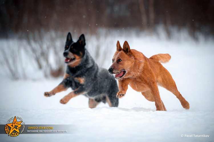 Австралийская овчарка пастух