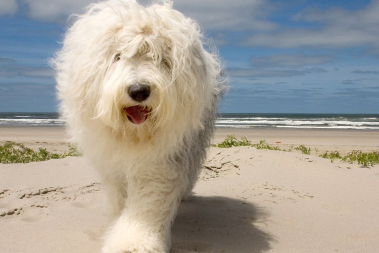 Собака из Русалочки порода