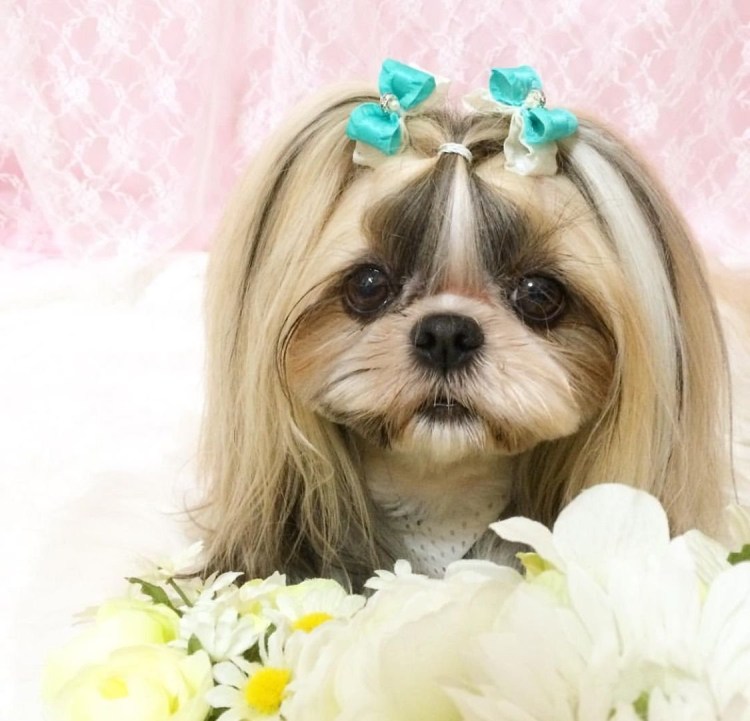 Керн терьер белый