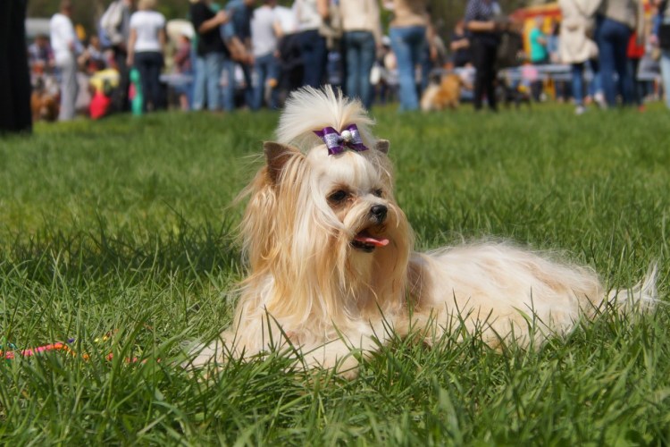 Пес Русалка