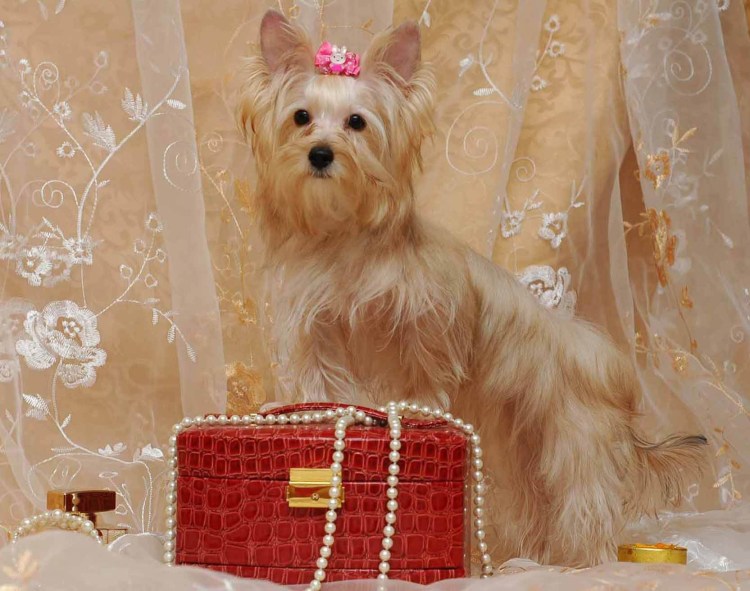 Йоркширский терьер Русалка