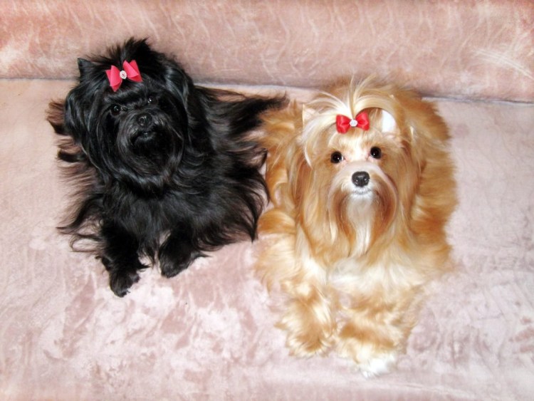 Йоркширский терьер русская салонная