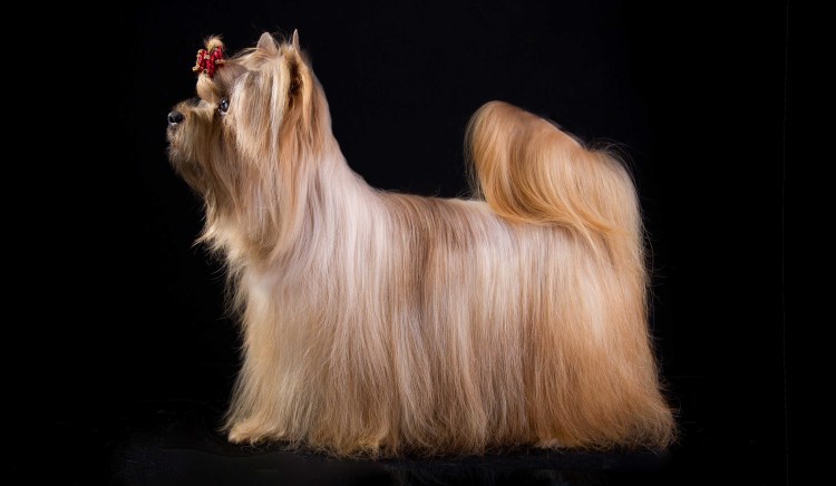 Московская салонная собака