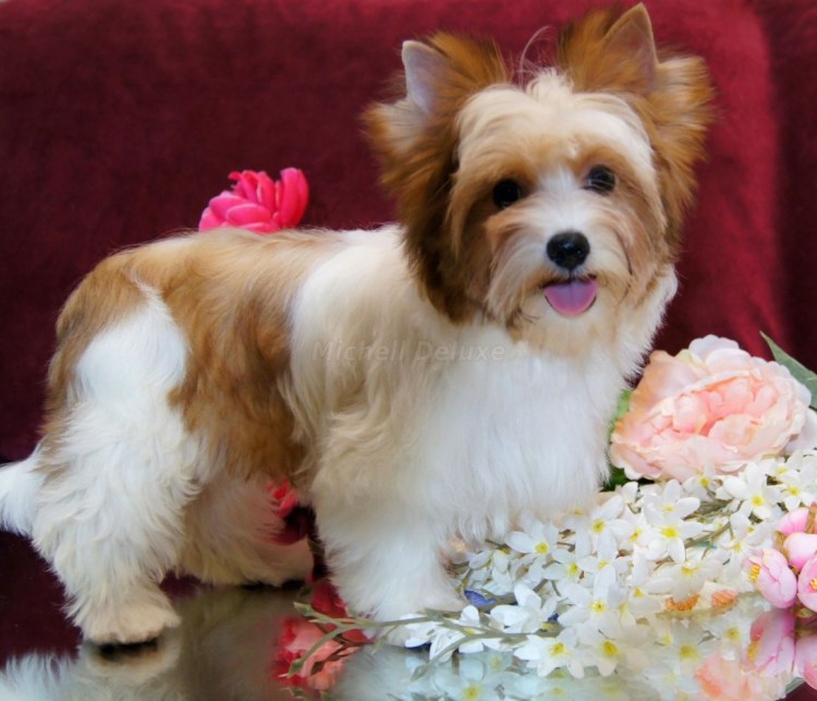 Бостон терьер арт