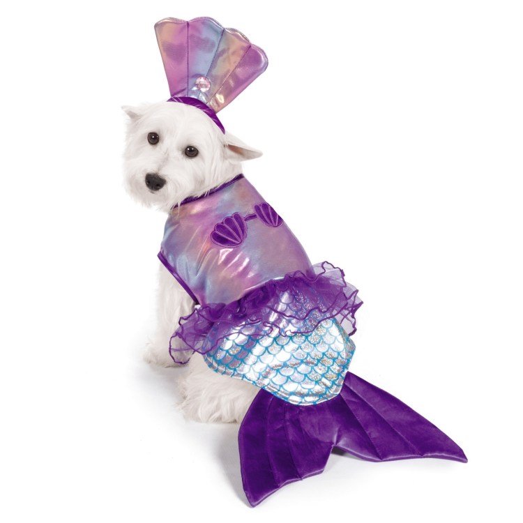 Собака с челкой из мультика