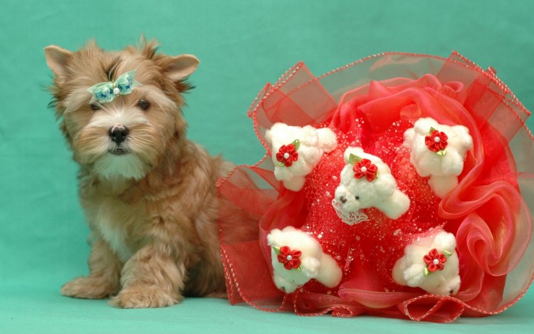 Бобтейл овчарка