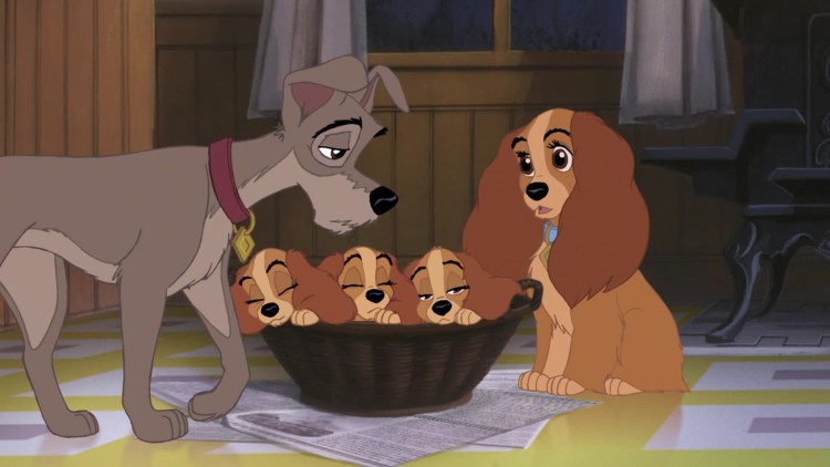 Голдаст Йорк стрижки