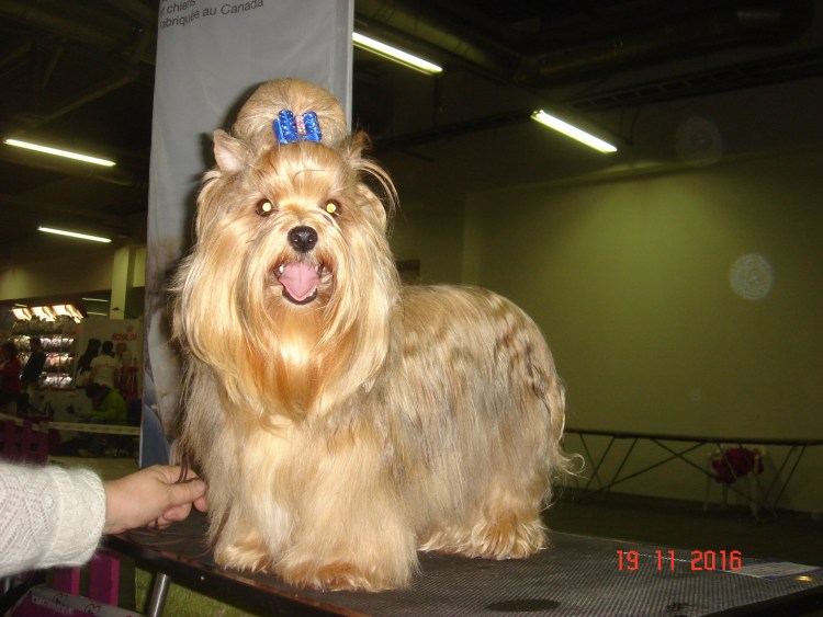 Собака Вест хайленд Уайт терьер