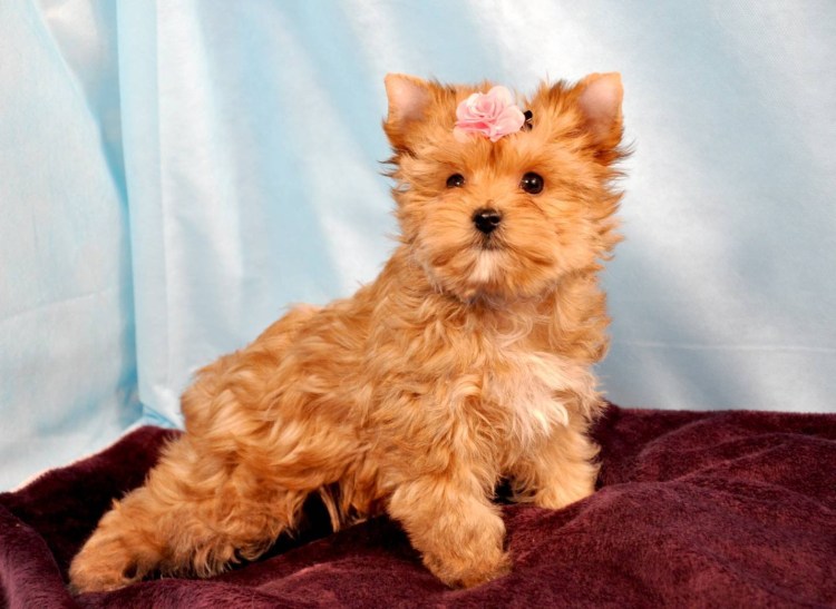 Собака с хвостом русалки