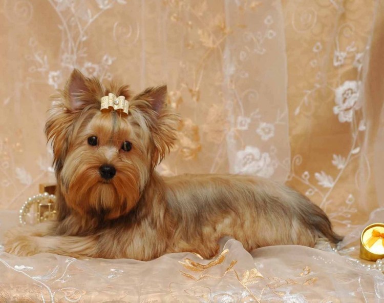 Собаки персонажи арт