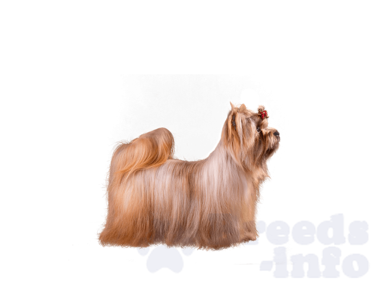 Аргентинская овчарка